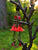 Red Lucite Flower Earrings