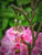 Pink Lucite Flower Earrings