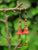 Red Lucite Flower Earrings
