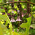 Pink Lucite Flower Earrings
