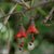 Firebird Scarlet and Black Flower Earrings