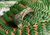 Fern Cuff
