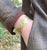 Fern Cuff