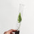 Herb Pencil Terrarium, Set of 5 Pencils