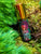 Spring Moss Perfume Oil -- 1 dram