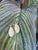Feather Earrings