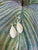 Feather Earrings