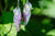 Fairy Wing Earrings - Iridescent Purple