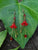 Red Lucite Flower Earrings
