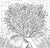 Wildflowers Adult Coloring Book