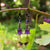 Purple Velvet Lucite Flower Earrings