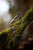 Arboreus Earwrap Pair