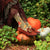 Mushroom Knee High Socks, Moss