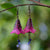Queen of Hearts Fuchsia Flower Earrings