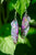 Fairy Wing Earrings - Iridescent Purple